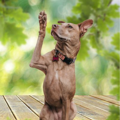 Hund mit erhobener Pfote Hund mit erhobener Pfote