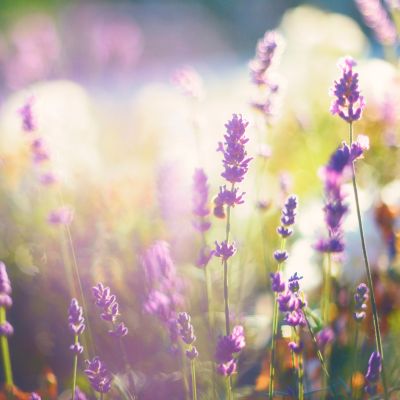 Lavendel Lavendel im Sommer